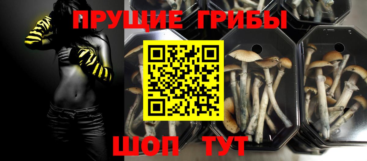 Псилоцибиновые грибы Psilocybe Аргун